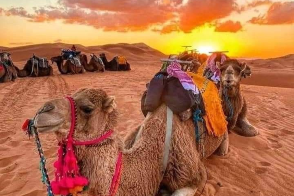 Trip To Morocco Tours
