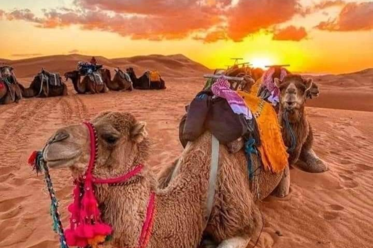 Morocco Travel Guides: Complete Guide to Morocco Tours, Desert Trips & Itineraries 2026